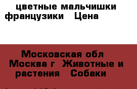 цветные мальчишки французики › Цена ­ 50 000 - Московская обл., Москва г. Животные и растения » Собаки   